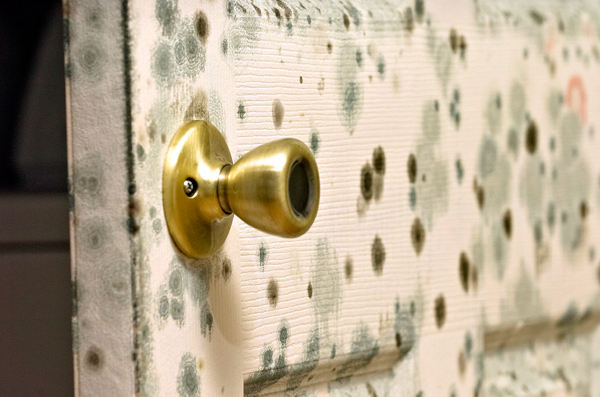 mold natural cleaning supplies