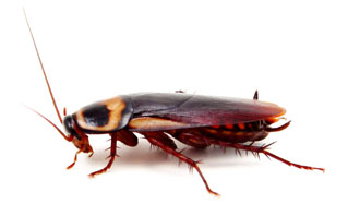 triggers pests lg